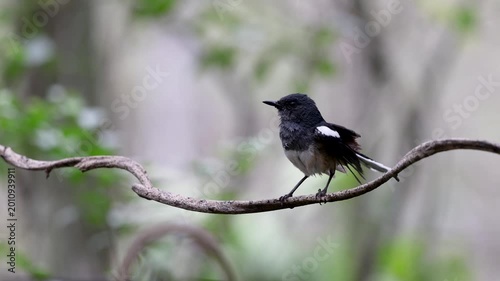 The Oriental magpie robin on a branch