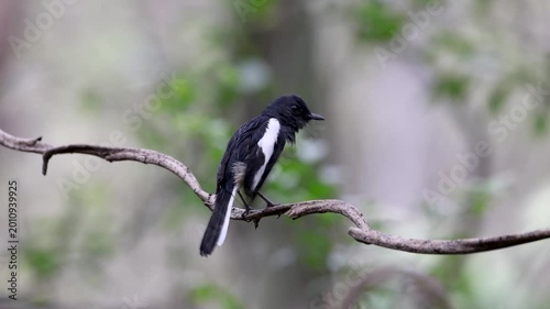 The Oriental magpie robin on a branch