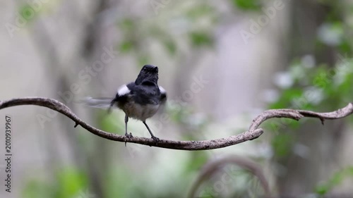 The Oriental magpie robin on a branch