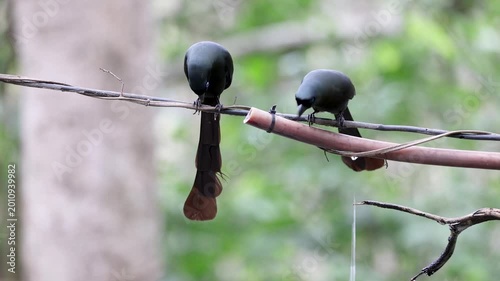 The Racquet-tailed Treepie on a branch