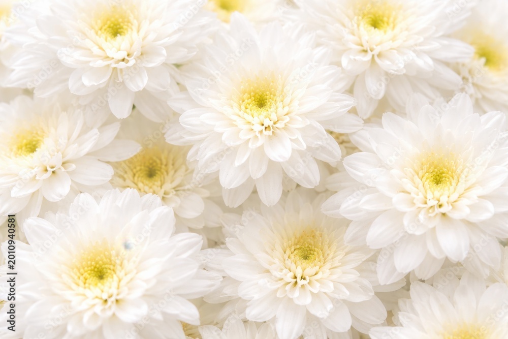 Fototapeta premium Soft white chrysanthemum flowers background with delicate petals and gentle light floral texture