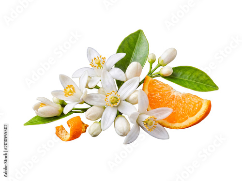 Fresh orange blossom flowers, buds, leaves, orange slice, and peel, isolated on transparent background.