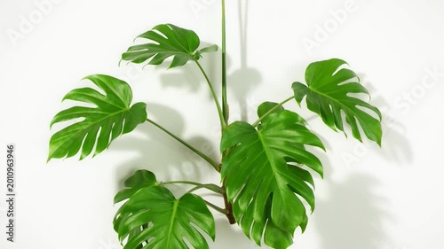 A large green leafy plant grows upwards against a white wall