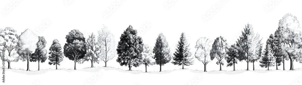 Fototapeta premium A vector illustration of trees with detailed pencil shading effect and natural organic forms.