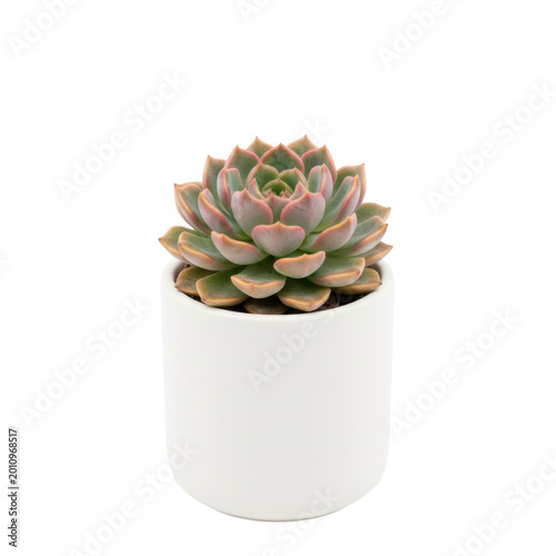 Symmetrical echeveria succulent with pink tips in a white matte pot on a white background with bright studio lighting showcasing a minimalist nature concept