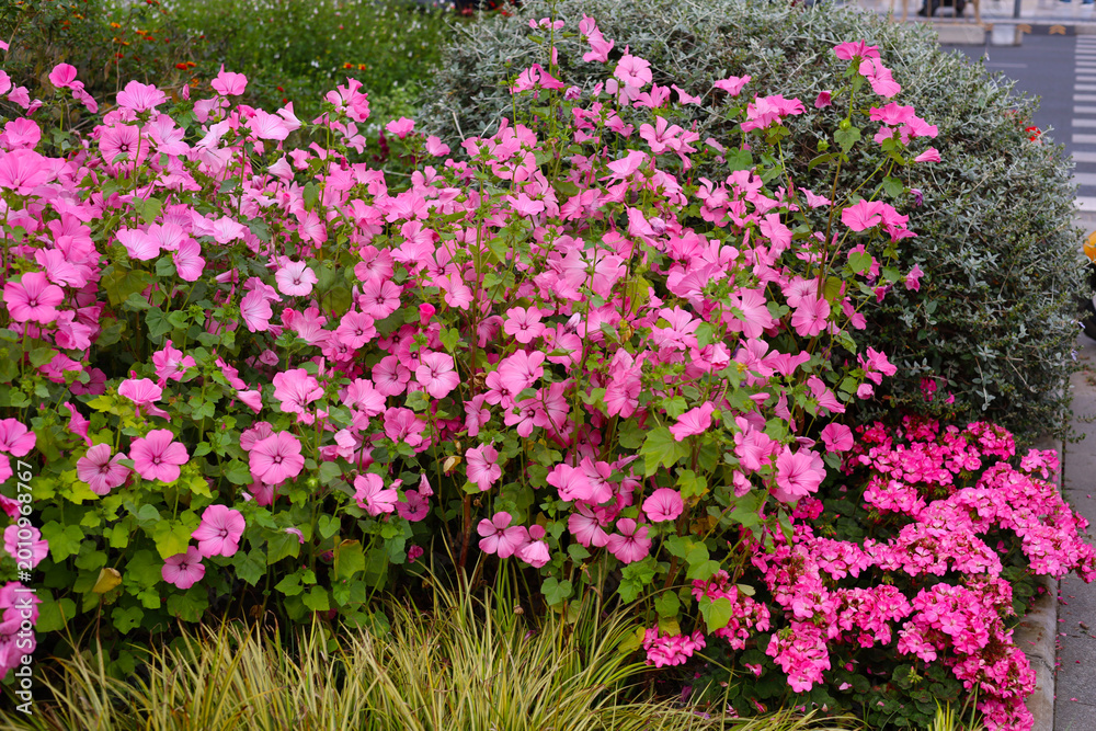 Obraz premium Beautiful pink mallow flowers blooming in the garden.