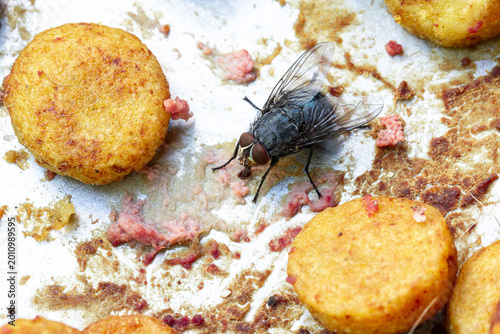 Housefly contaminating food with bacteria on dirty surface