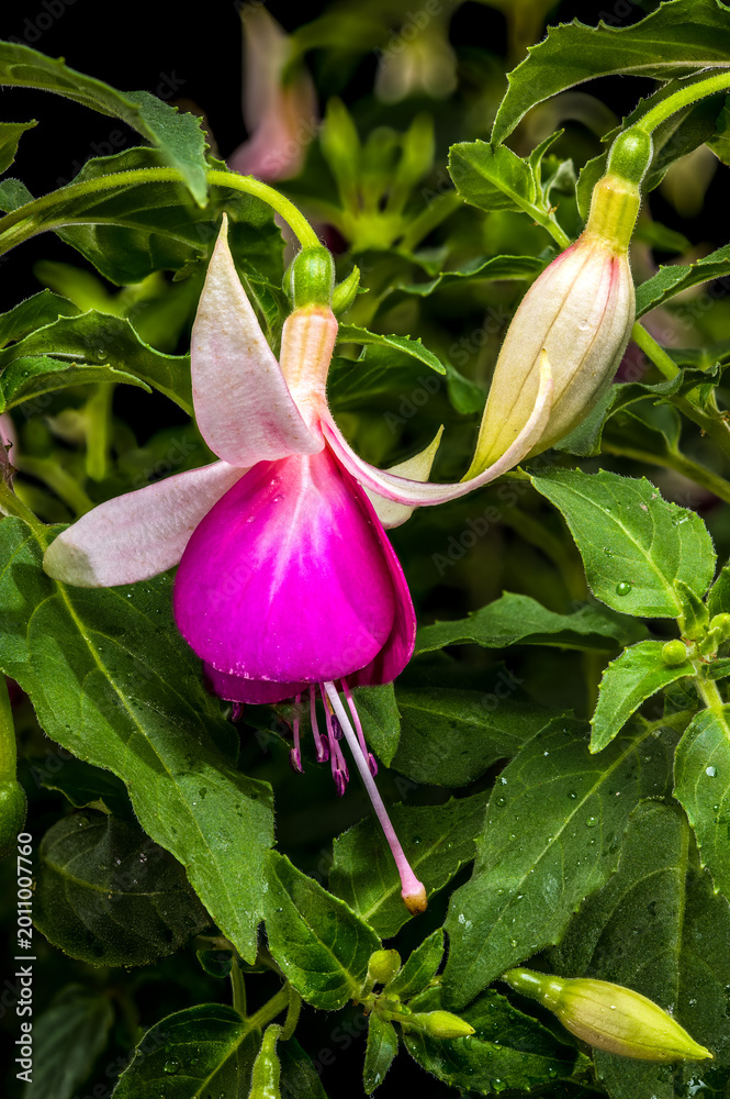 Obraz premium Beautiful Pink and White Fuchsia Flowers with Green Leaves
