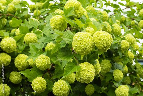 Cuadro en lienzo Fresh green viburnum flowers blooming in lush spring garden