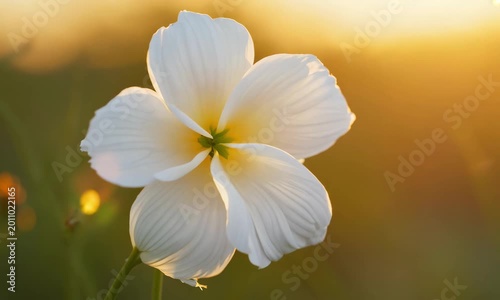 Beautiful white flowers with delicate petals gently unfurl, their pristine blossoms softly glowing in the warm embrace of sunlight