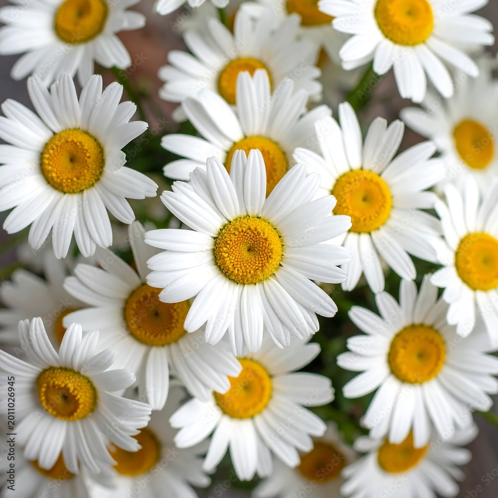Fototapeta premium Close up view of fresh daisies with white petals and yellow centers