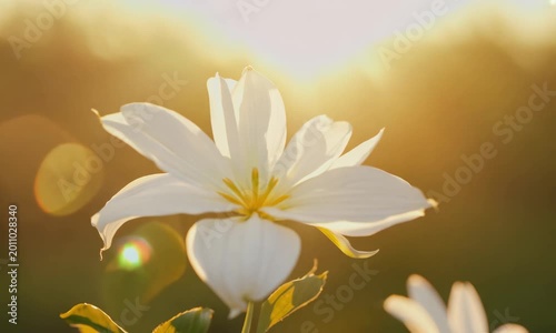 Beautiful white flowers with delicate petals gently unfurl, their pristine blossoms softly glowing in the warm embrace of sunlight