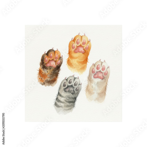 Four realistic watercolor kitten paws (ginger, tabby, tortoiseshell, dilute), showing pads and claws, rendered on white paper in a clean flat lay against transparent background, concept of animal