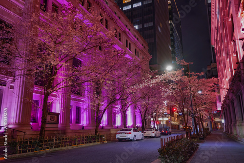 日本橋夜桜の通り