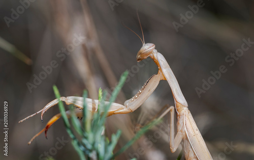 Foto Close-up of Mantis religiosa perched on dry vegetation, showing its folded raptorial legs and camouflaged body