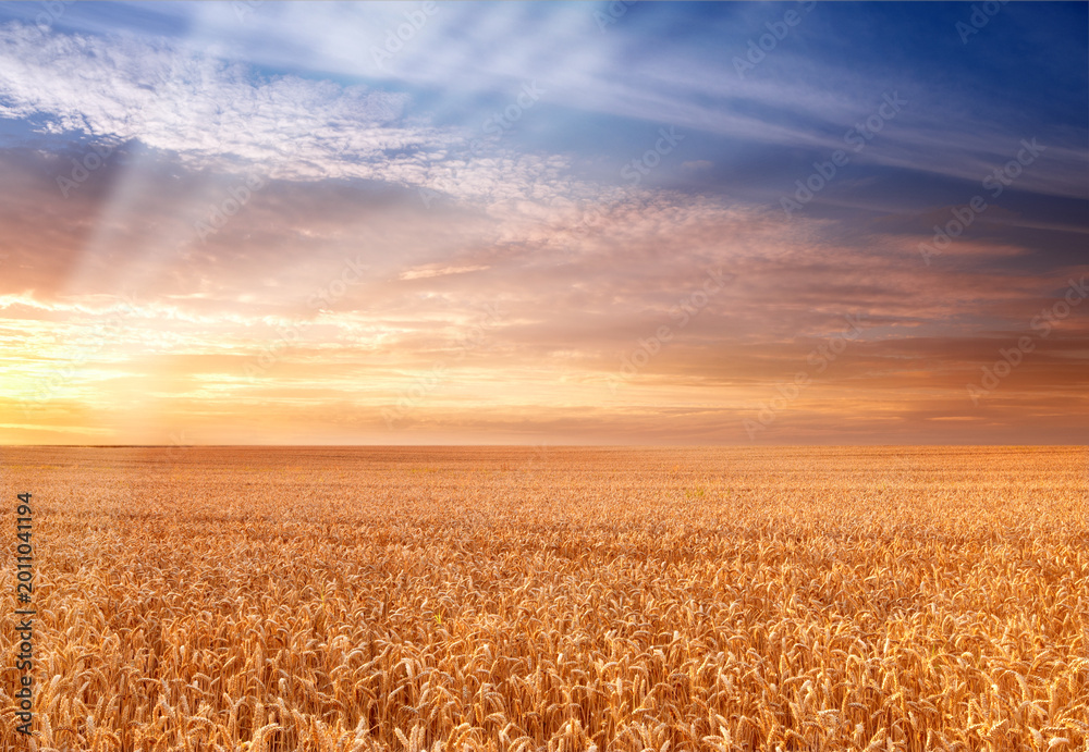Fototapeta premium Wheat, growth or landscape on farm with sunset, straw or sustainable environment for food production. Evening, space or agro scenery in rural countryside with barley field, grain plant or agriculture
