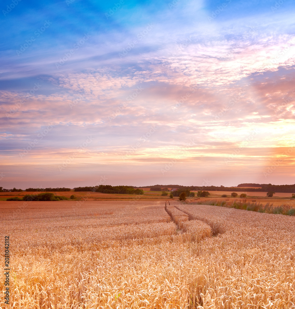 Fototapeta premium Wheat, plants and landscape on farm with sunset, crops or sustainable environment for grain production. Space, outdoor and agro scenery in rural countryside with barley field, growth and agriculture.