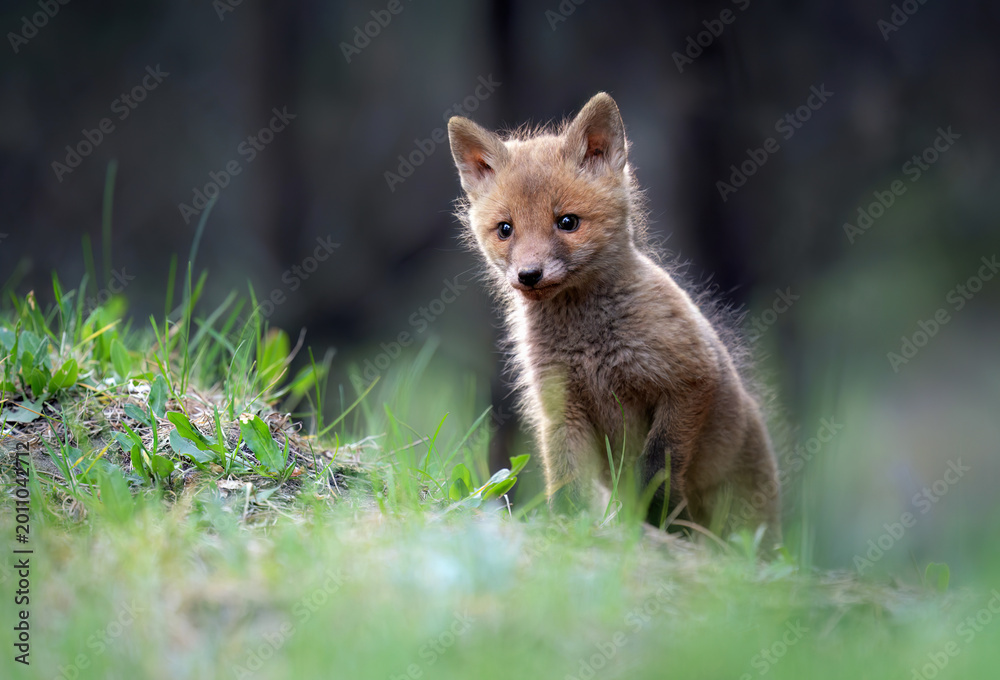 Fototapeta premium Cute young red fox in the forest ( Vulpes vulpes )