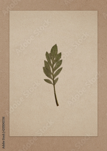 Pressed leaf placed on vintage paper background. Botanical composition with natural foliage.