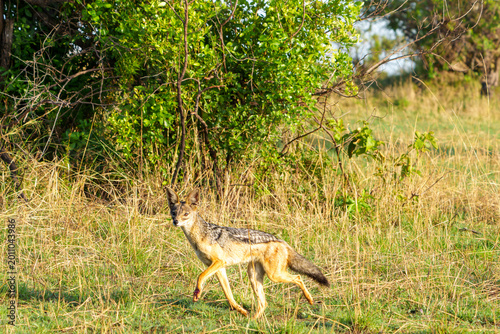 Obraz na płótnie Black-backed jackal (Lupulella mesomelas), native to eastern and southern Africa trotting across the savannah with bush background
