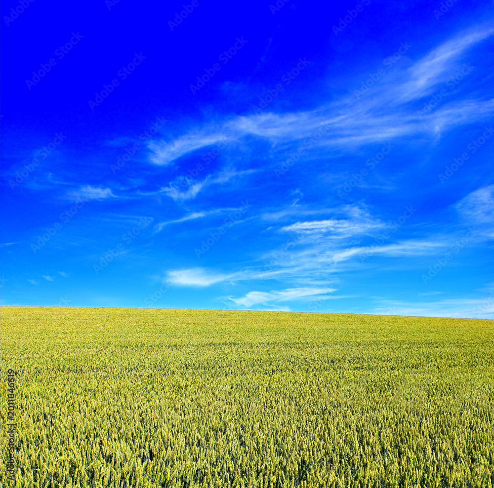 Fototapeta premium Green, wheat or landscape on farm with growth, blue sky or sustainable environment for grain production. Space, outdoor and agro scenery in rural countryside with barley field, plants or agriculture.
