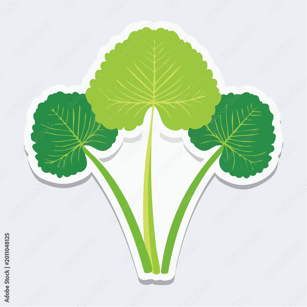 Fototapeta premium Illustration of Gotu Kola leaves