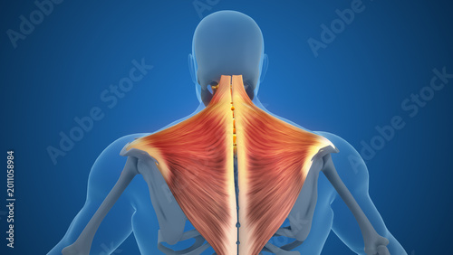 Fotografía Tight Pectoral Muscles Causing Neck Pain and Cervical Compression