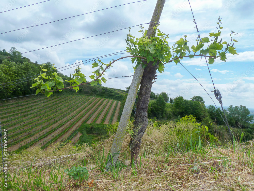 Naklejka premium Vineyard Rows on a Sloping Hill