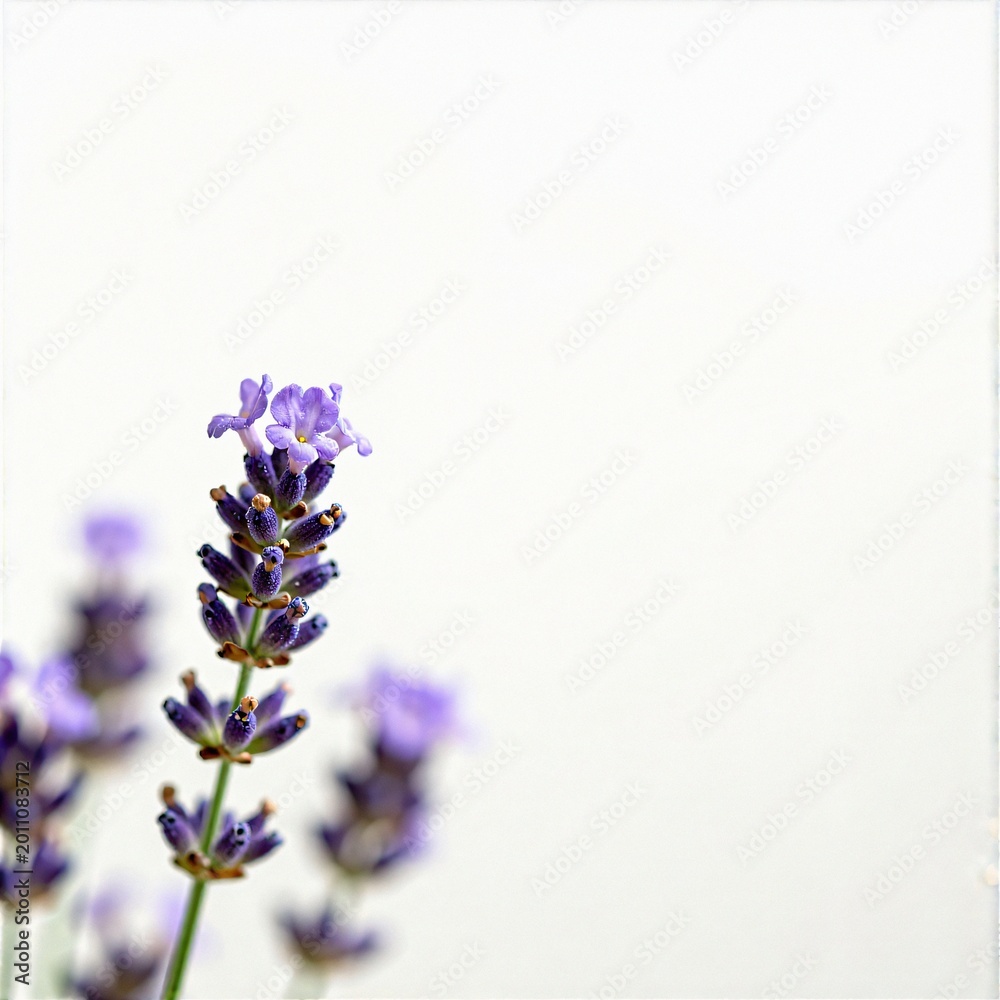 Obraz premium Lavender spike close-up, copy space