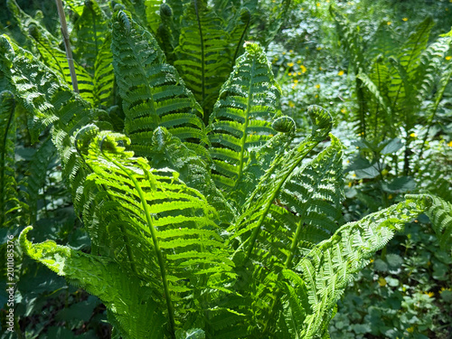 Green Matteuccia struthiopteris Ostrich fern plant.
