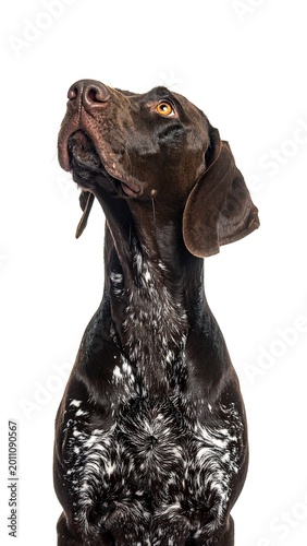 German shorthaired pointer dog looking up isolated on white background
