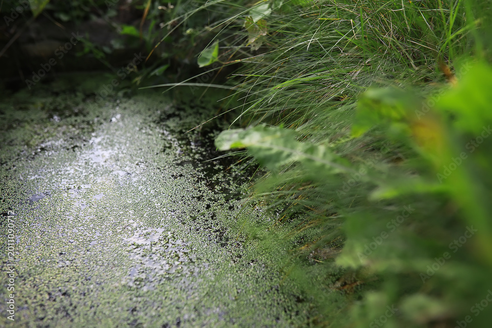 Fototapeta premium Green Algae-Covered Pond Surrounded by Lush Grass and Vegetation in a Natural Setting