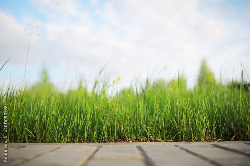 Fototapeta premium Closeup of Fresh Green Grass and Paved Pathway Under a Cloudy Sky