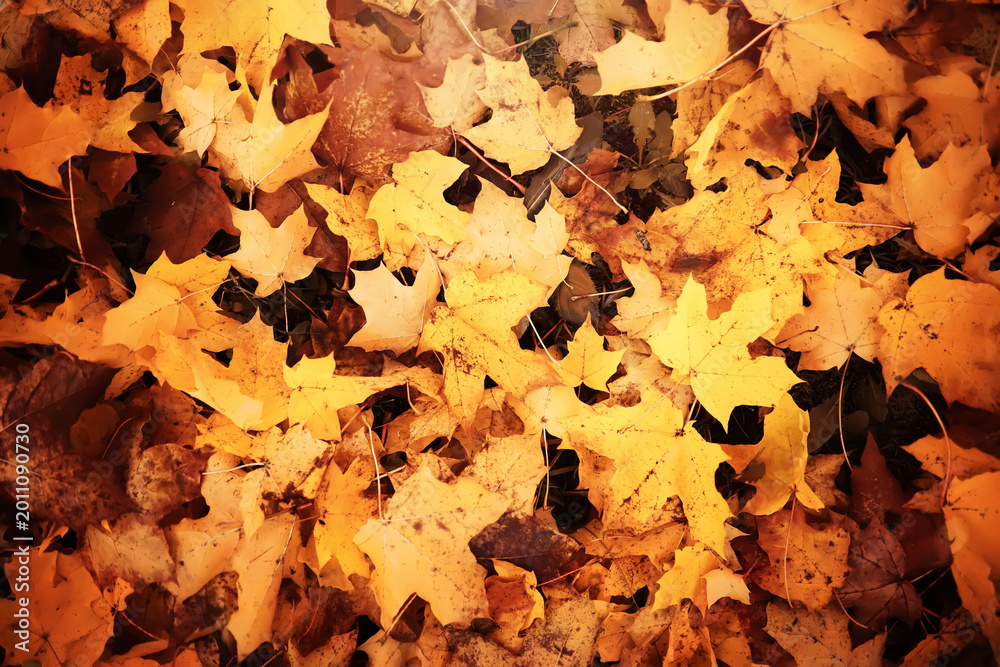 Fototapeta premium Lively closeup of falling autumn leaves with vibrant backlight from the setting sun