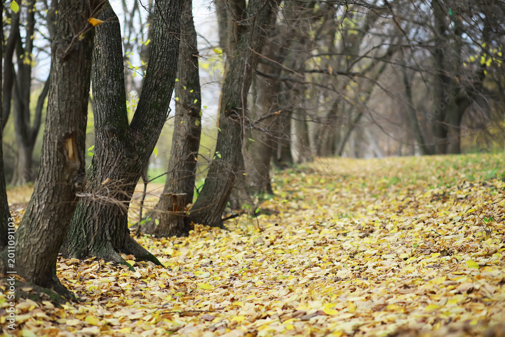 Obraz premium Peaceful Autumn Forest with Fallen Leaves and Foggy Atmosphere in Nature