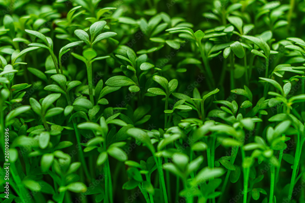 Fototapeta premium watercress salad microgreens macro photo