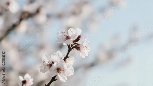 cherry blossom in spring