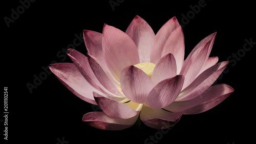 pink water lilly