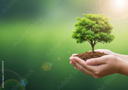 hands holding small green tree seedling in sunlight for eco sustainability concept