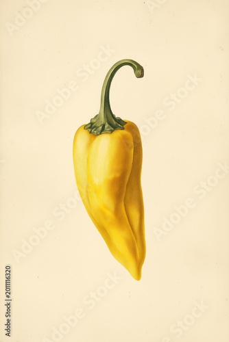 vintage illustration of a yellow pepper