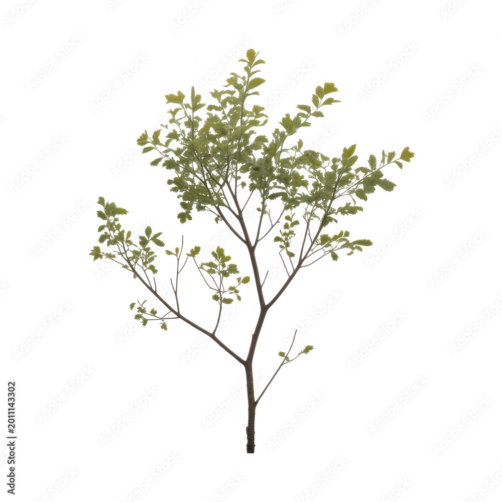 Obraz premium Small deciduous tree sapling with green foliage isolated on a solid black background, for compositing png isolated on a transparent background