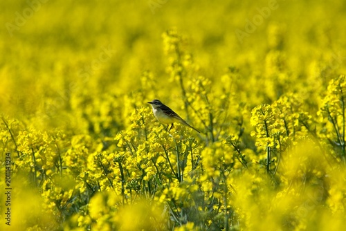 Valokuva wagtail in a rapseseed field