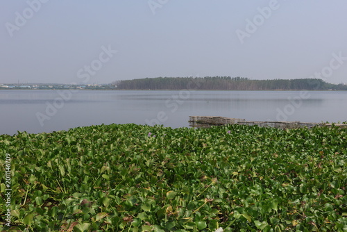 Photography Water plants threaten the beautiful Fox Sagar Lake of Hyderabad in India