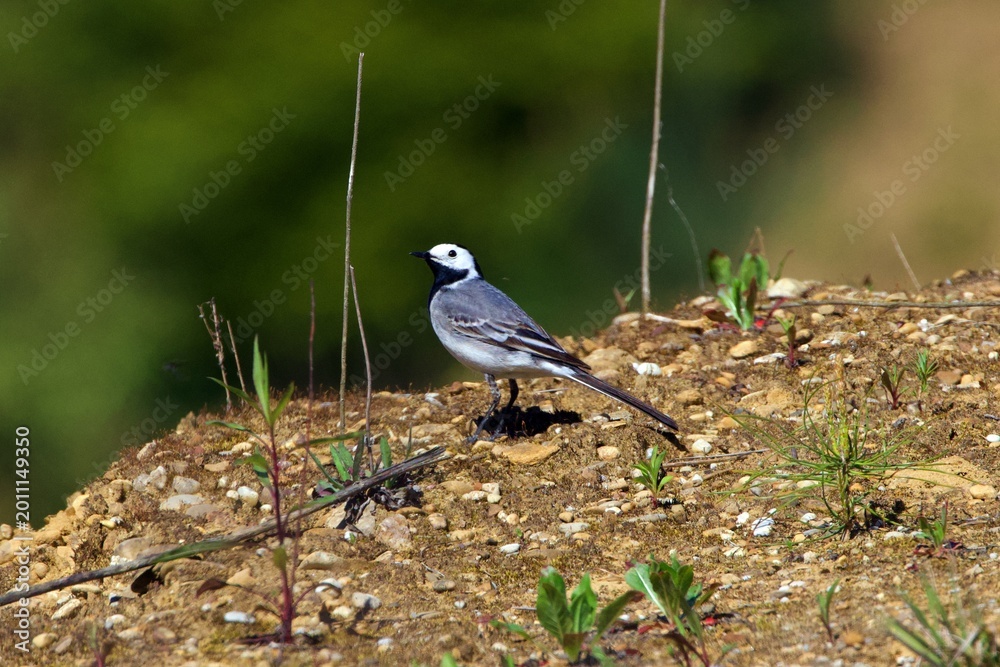 Obraz premium closeup of a wagtail