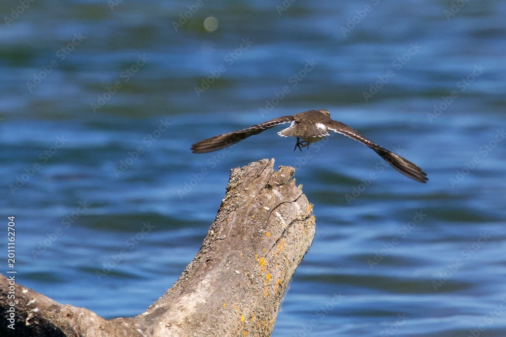 Fototapeta premium common sandpiper