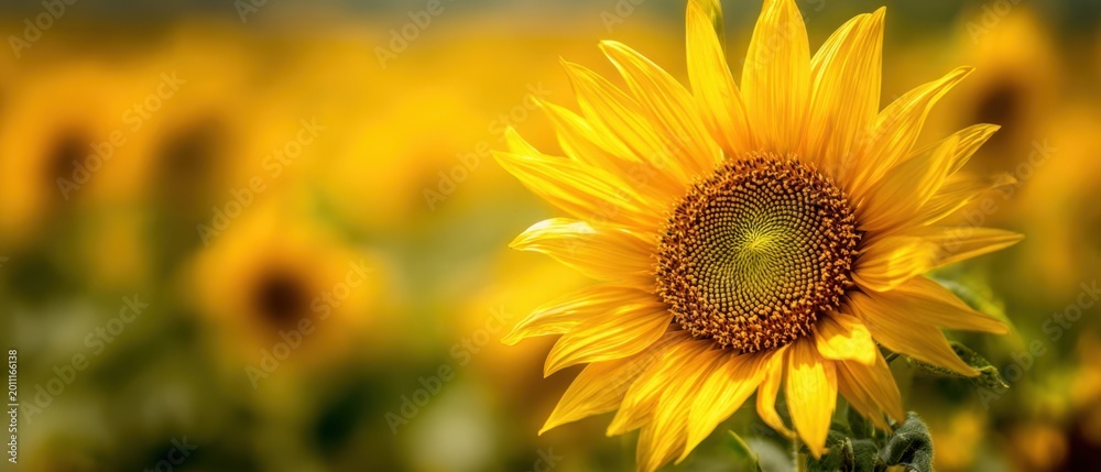Obraz premium The Sunflower in Golden Field with Soft Bokeh Background and Warm Sunlight
