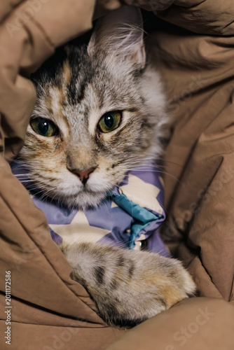 Cute tabby cat peeking out from under a cozy brown blanket with curious eyes