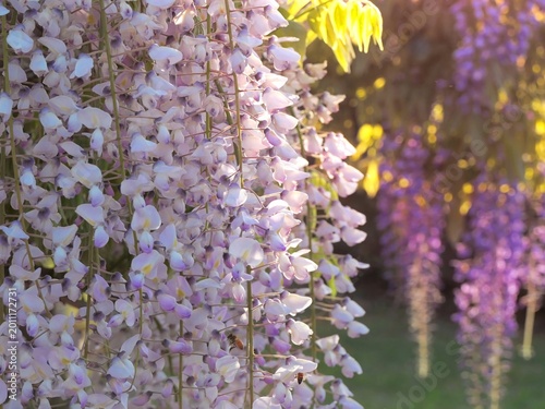 Tableau sur toile 夕日に輝く藤の花