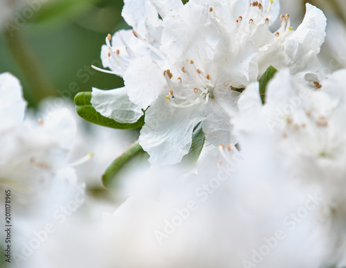 Fotografía 見頃のシロバナエゾムラサキツツジ Beautiful white Dahurian rhododendron in full bloom