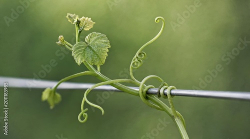 Young green grapevine tendril curling around metal wire in vineyard.